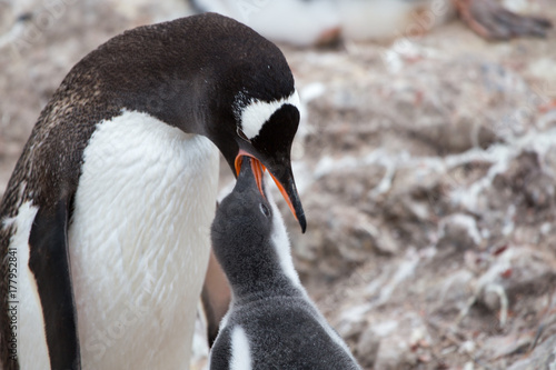 A Gentoo Penguin feeds its chick at Neko Harbour, Antarctica.