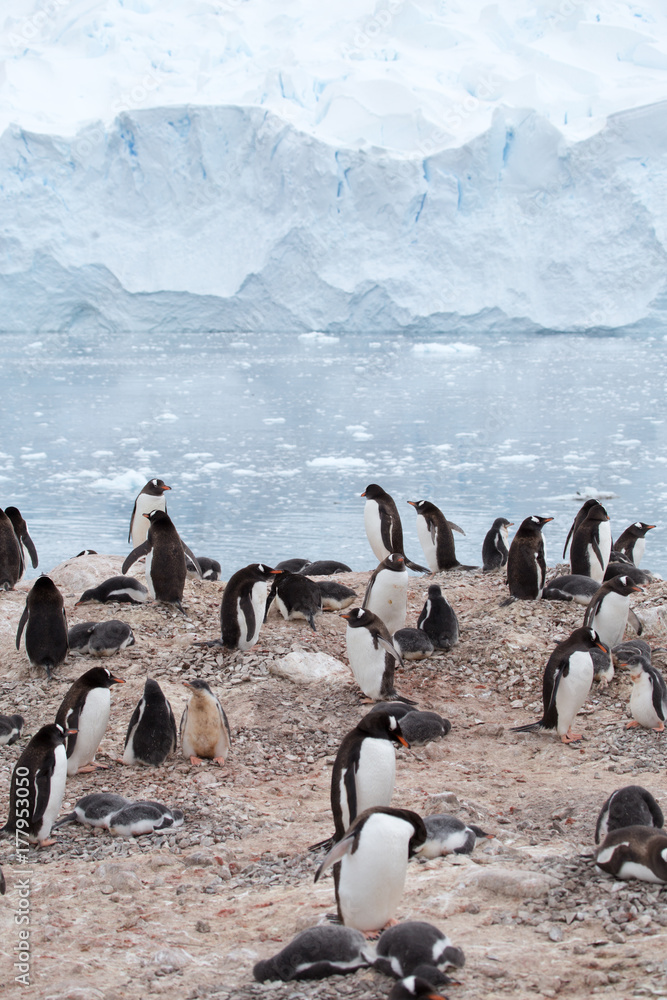 Fototapeta premium A Gentoo Penguin colony at Neko Harbour, Antarctica