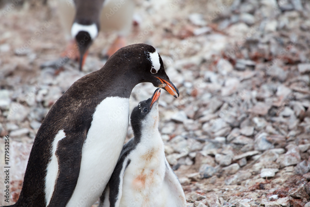 Fototapeta premium A Gentoo Penguin feeds its chick at Neko Harbour, Antarctica.