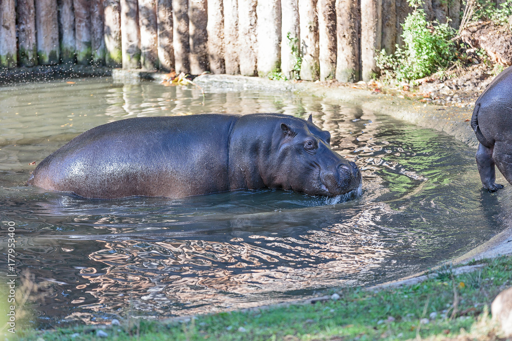 Fototapeta premium The common hippopotamus (Hippopotamus amphibius), hippo portrait. The common hippopotamus (Hippopotamus amphibius), or hippo a group of hippos leave the water, next to the largest hippopotamus clump o