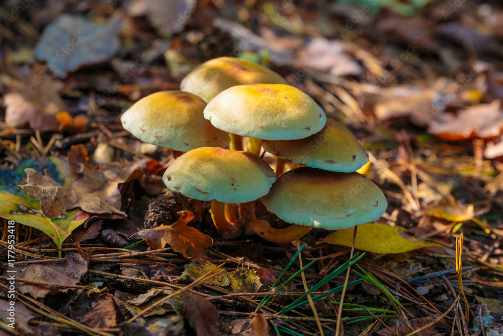 Paddestoelen bij de Oisterwijkse vennen Paddestoelen bij de Oisterwijkse vennen