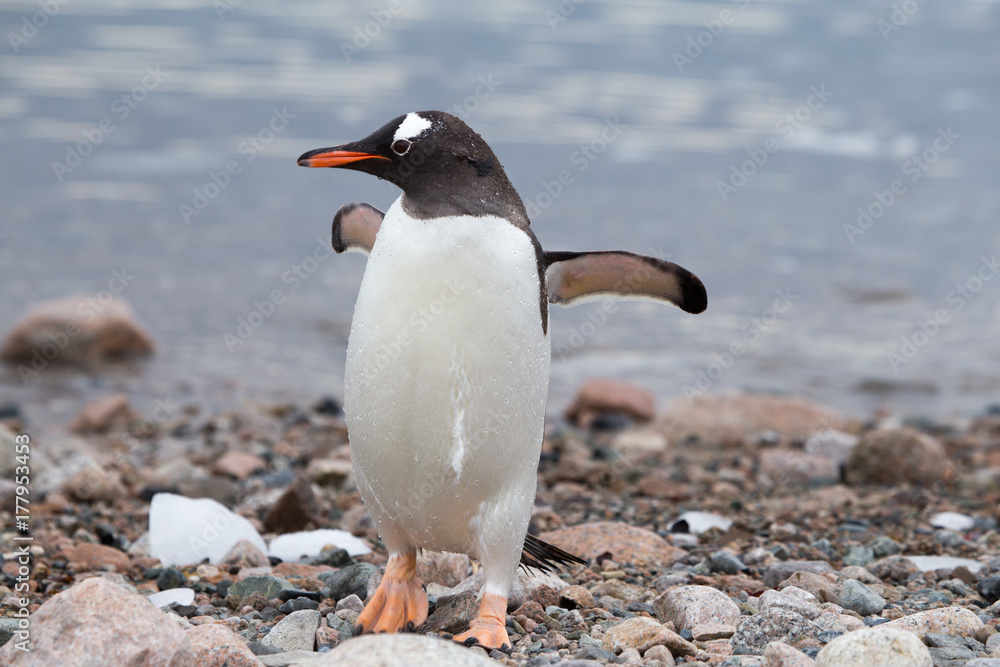 Naklejka premium A gentoo penguin walks along the shoreline at Neko Harbour.