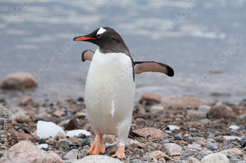 A gentoo penguin walks along the shoreline at Neko Harbour.