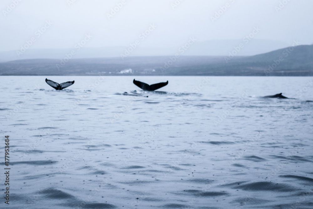 Naklejka premium Whales