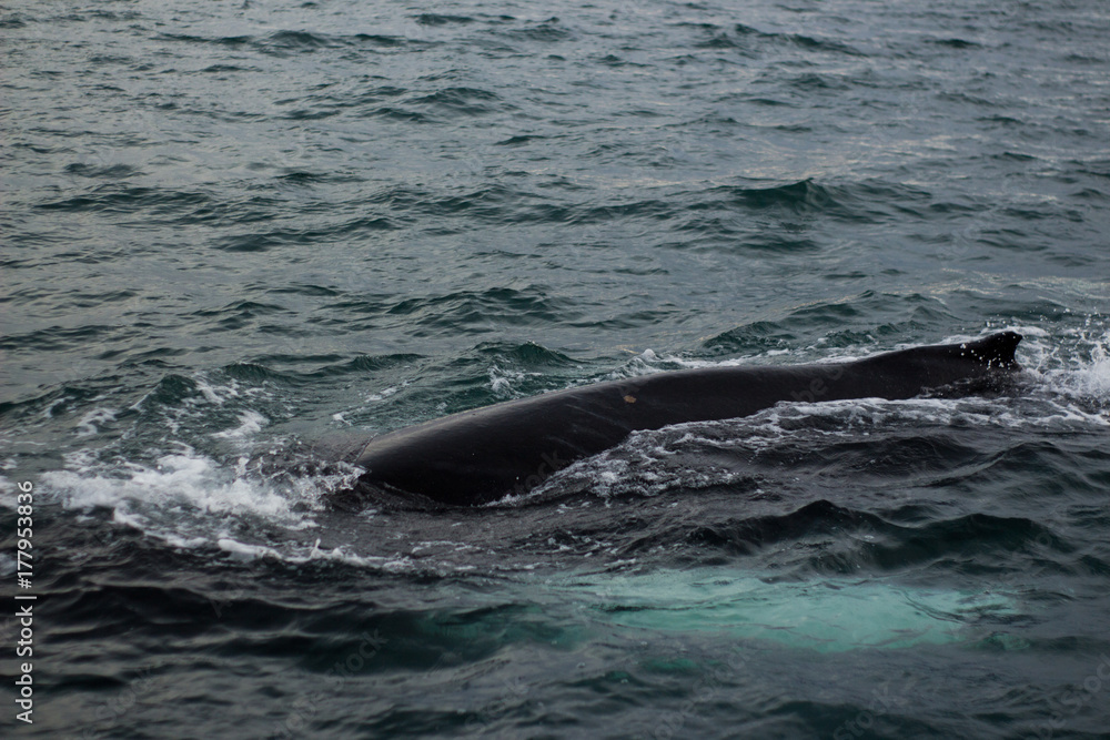 Fototapeta premium Whales