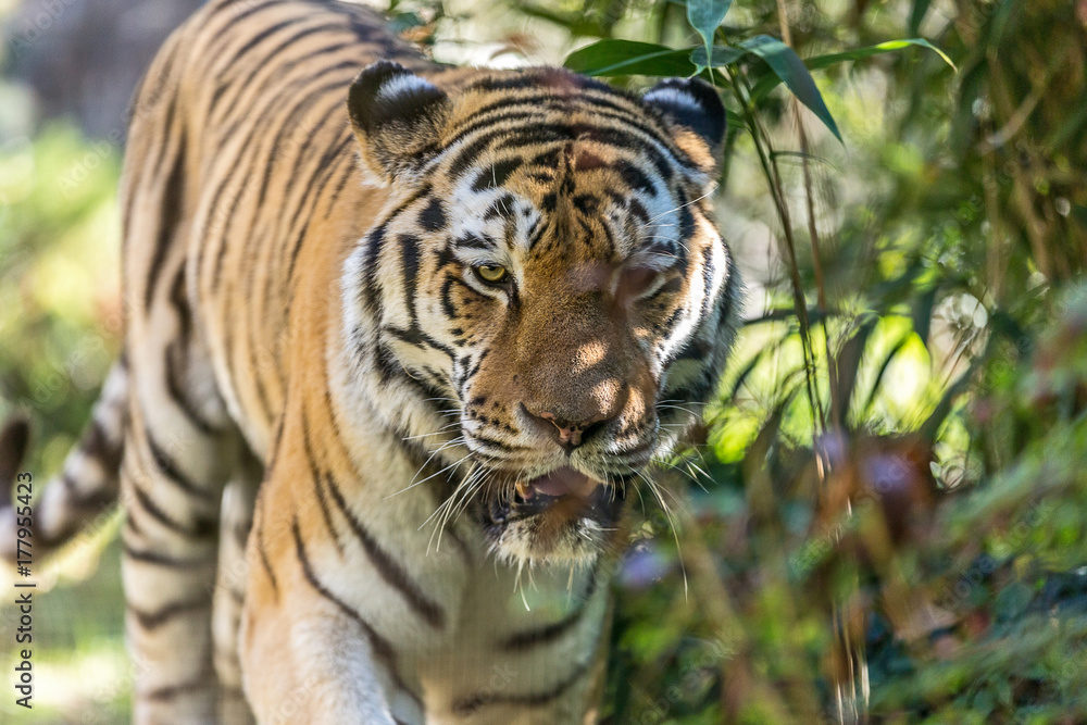 Tigre siberiana, Panthera tigris altaica. ritratto della tigre siberiana. occhi della tigre. 