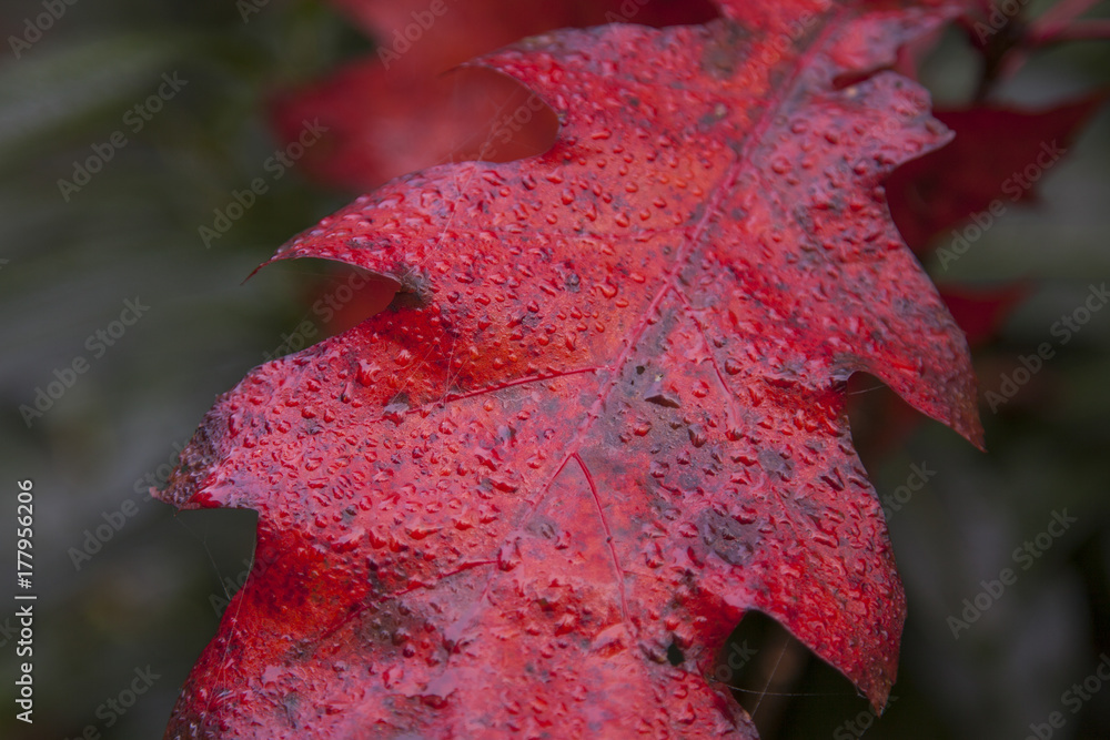 Herbstblatt mit Wassertropfen, Rombergpark, Dortmund, Ruhrgebiet, Nordrhein-Westfalen, Deutschland, Europa Herbstblatt mit Wassertropfen, Rombergpark, Dortmund, Ruhrgebiet, Nordrhein-Westfalen, Deutschland, Europa