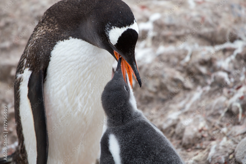 Fototapeta premium A Gentoo Penguin feeds its chick at Neko Harbour, Antarctica.