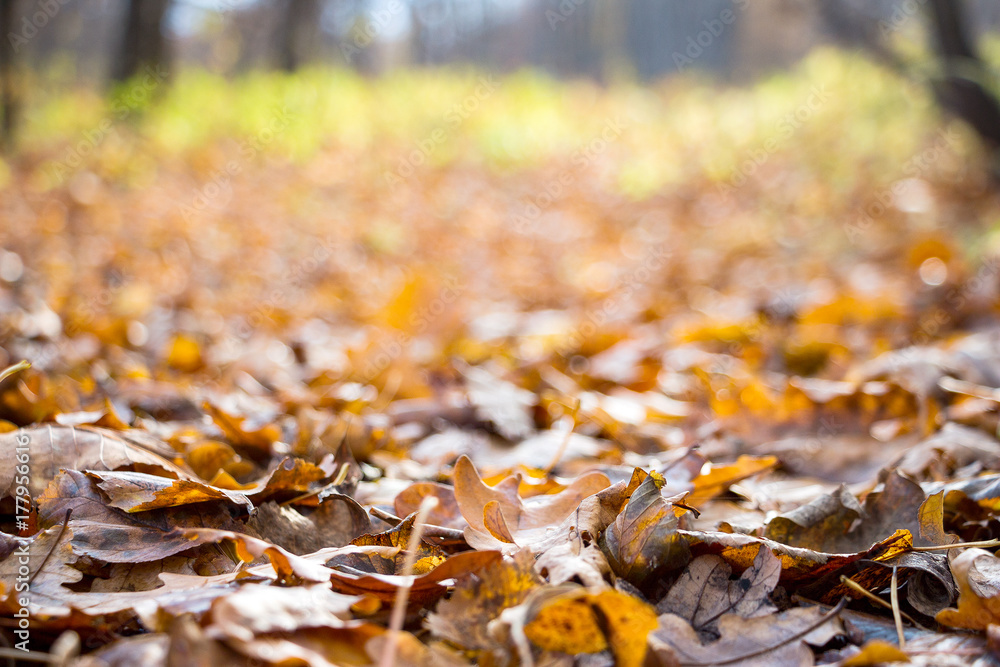 Autumn landscape. Fallen autumn leaves in the forest close up. Background texture on an autumn theme Autumn landscape. Fallen autumn leaves in the forest close up. Background texture on an autumn theme