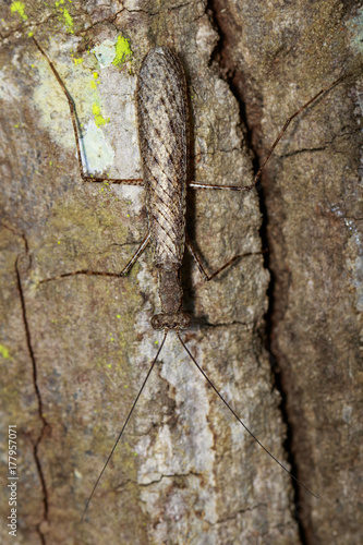 Image of Camouflaged bark mantis (Liturgusa sp.) on tree. Insect. Animal photo