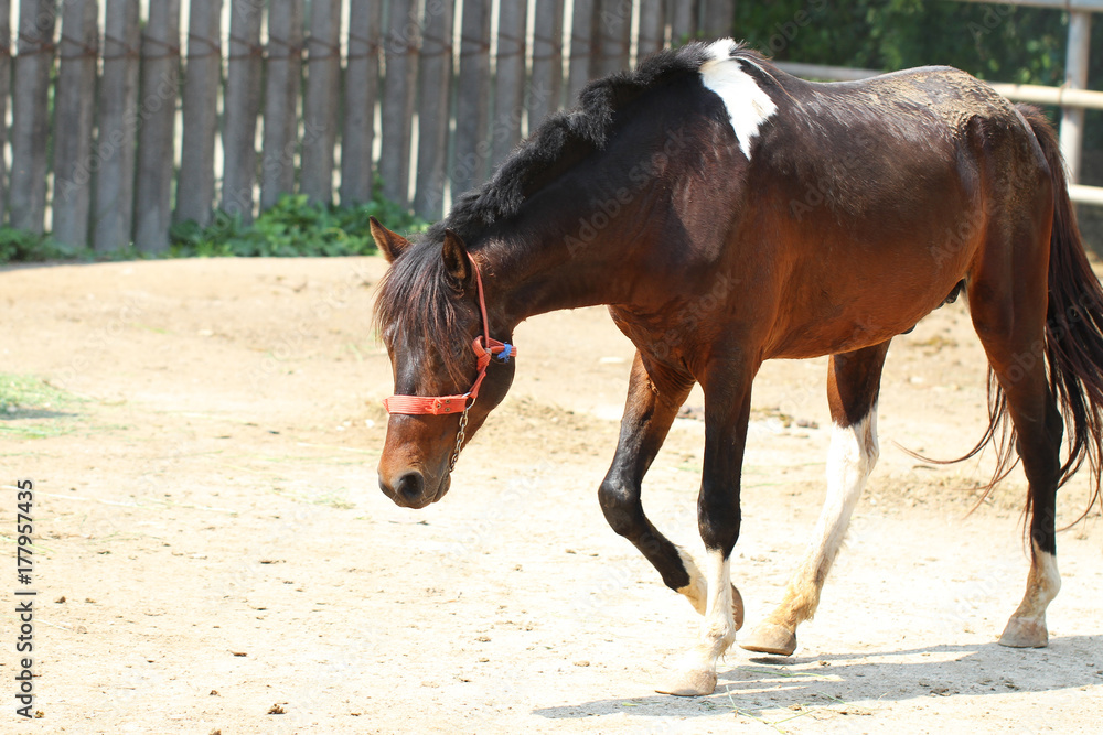 Funny portrait of warmblood brown horse in the farm, backgrounds, animal live wallpaper Funny portrait of warmblood brown horse in the farm, backgrounds, animal live wallpaper