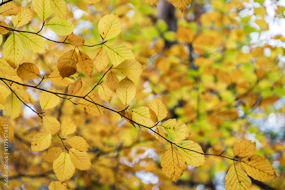 Autumn leaves background in selective focus. Red, orange and yellow dry leaves.