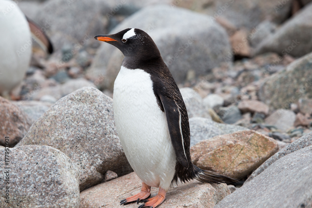 Naklejka premium A gentoo penguin at Neko Harbour, Antarctica