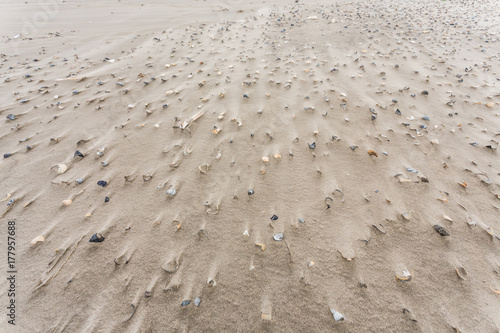 Muscheln am Strand von Schiermonnikoog