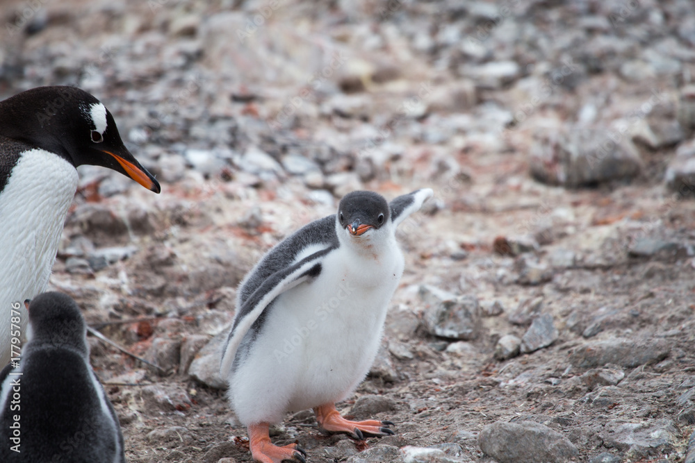 Naklejka premium A Gentoo Penguin Chick.