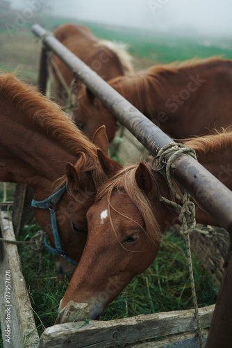 several brown horses in the pen eat grass photo