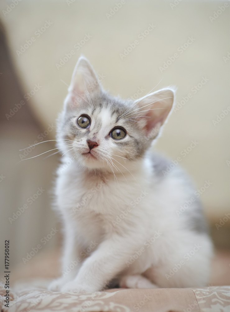 The little kitten of a color, white with spots
