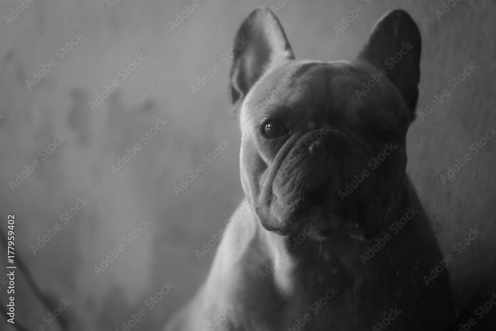 Closed up of sad french bulldog in low key tone waiting for something