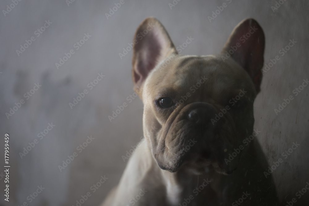 Closed up of sad french bulldog in low key tone waiting for something