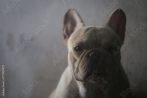 Closed up of sad french bulldog in low key tone waiting for something © teerawutbunsom