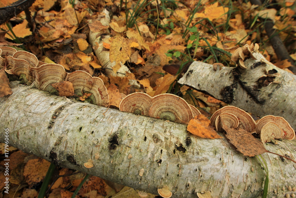 Fototapeta premium mushrooms on a tree