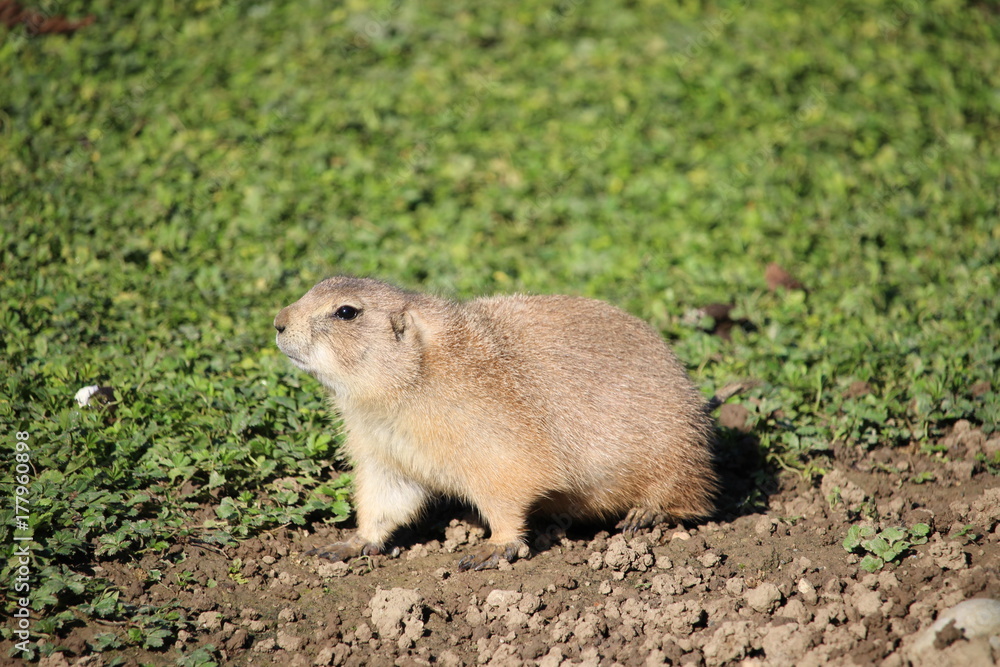 Murmeltier Murmeltier