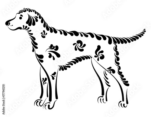 Beautiful decorative dog