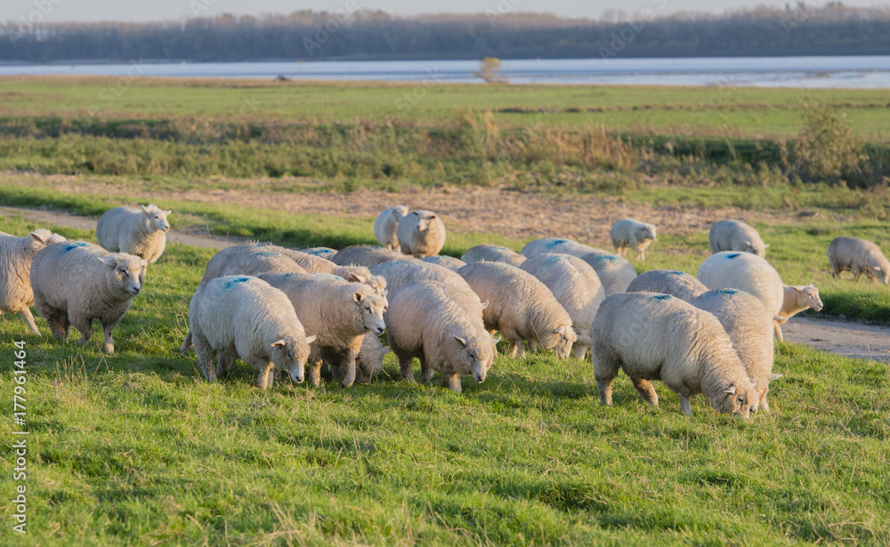 Schafe auf einem Deich an der Elbe Schafe auf einem Deich an der Elbe