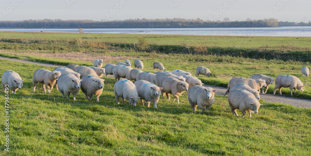 Schafe auf einem Deich an der Elbe Schafe auf einem Deich an der Elbe
