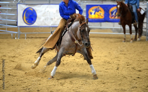 in a cutting competition,grey horse working with a female rider in a cutting competition