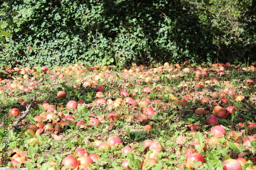 le champ de pommes photo