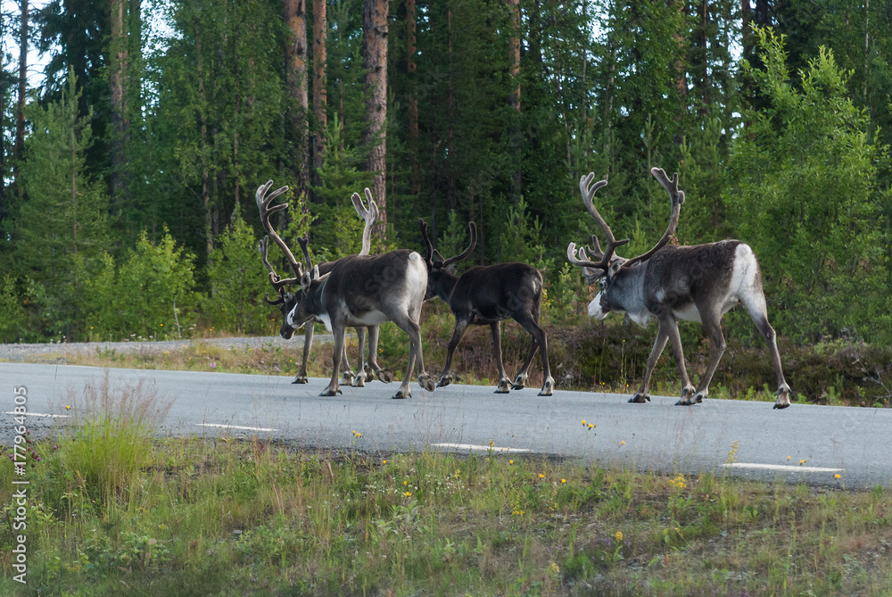 Naklejka premium Group of reindeer on the road, Sweden
