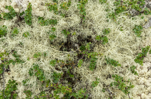 Lichen Cladonia and stunted birch in the tundra in the mountains of Norway