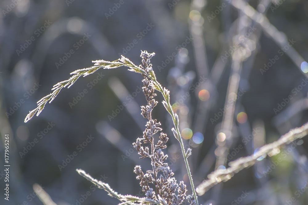 Hoar on grass shining in morning sun