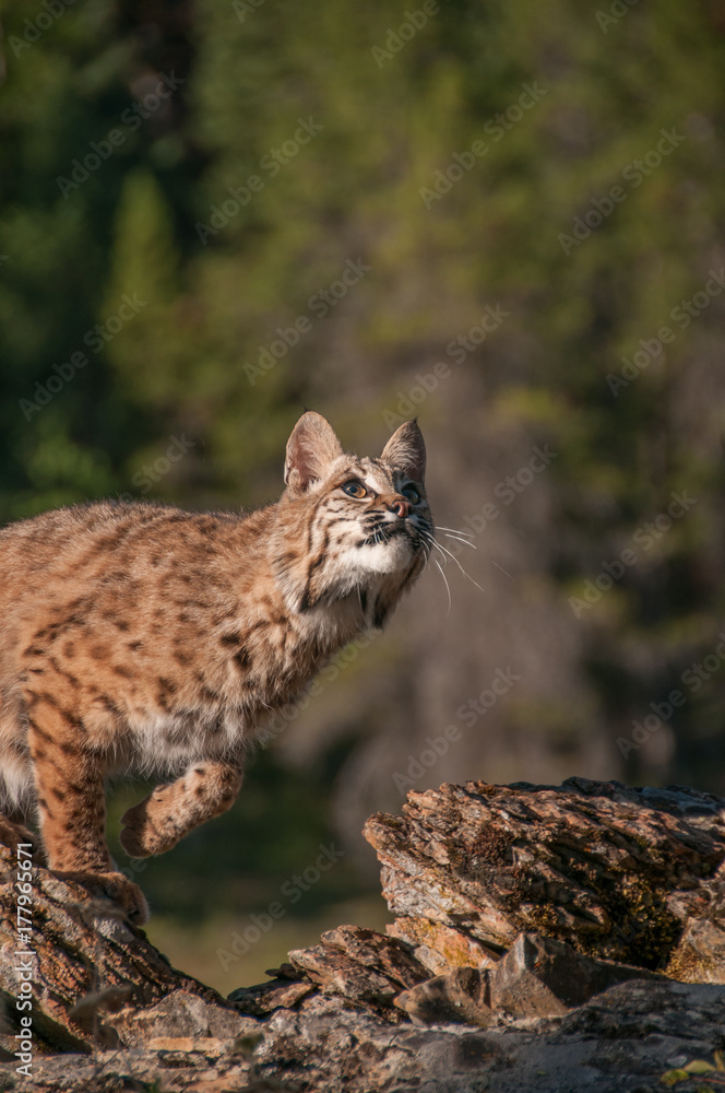 Naklejka premium Bobcat looking up