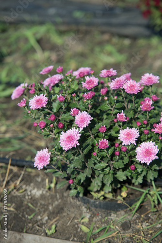 Wallpaper Mural Chrisanthemum being grown in plastic pot. Outdoor flowers. Autumn season. Torontodigital.ca