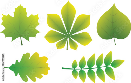 Collection of different types of leaves. Vector.