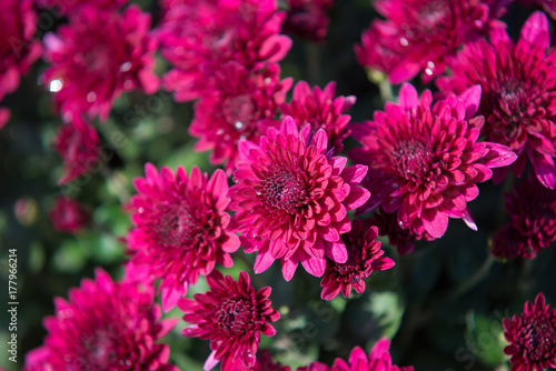 Chrisanthemum being grown in plastic pot. Outdoor flowers. Autumn season.