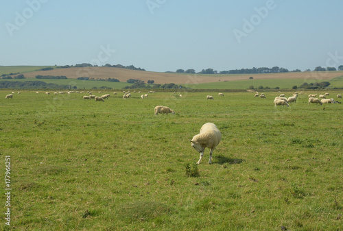 Sheeps on the maedow, Seven sisters, United Kingdom