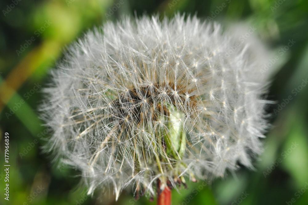 Fototapeta premium Macro shot of dandelion seeds. Dandelion seeds in nature