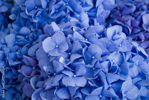 background: closeup of a flower of a hydrangea plant, intense blue color, photographed in a flower exhibition, early October, autumn, Italy
