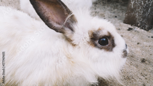 white rabbit crouching on the park