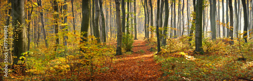 Fototapeta Naklejka Na Ścianę i Meble -  The road in the beautiful autumn forest
