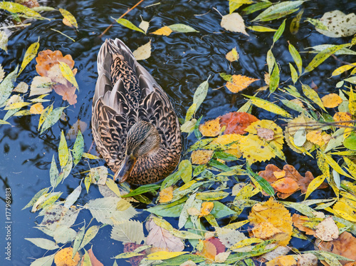 Fototapeta Naklejka Na Ścianę i Meble -  Wild duck swimming in a pond with autumn leaves.