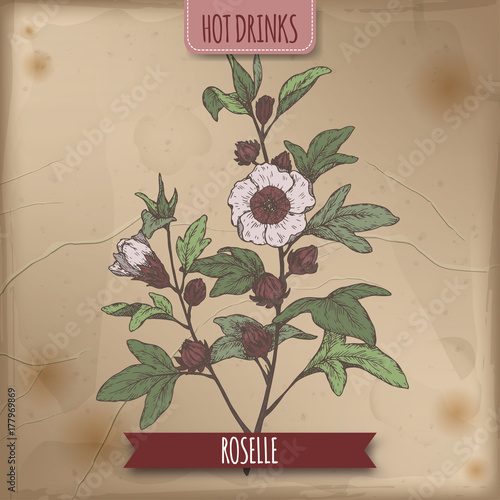 Color sketch of Roselle aka Hibiscus sabdariffa with leaves and flowers. Used to make carcade tea.