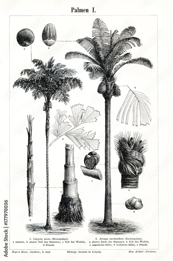 Fototapeta premium Palms I (from Meyers Lexikon, 1896, 13/442/443) 