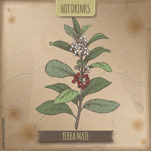 Yerba mate aka Ilex paraguariensis branch with leaves and flowers color sketch.