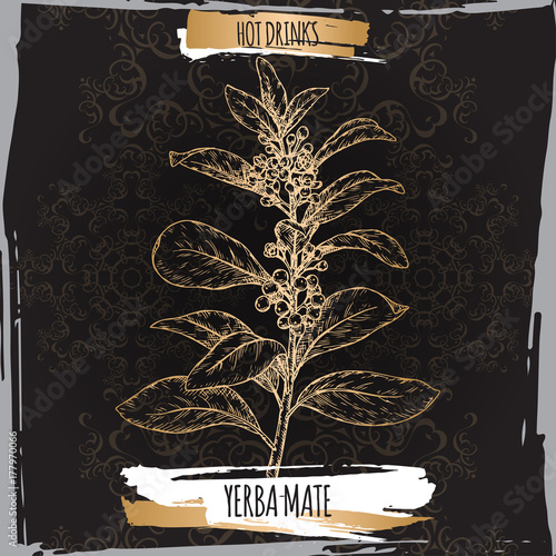 Yerba mate aka Ilex paraguariensis branch with leaves and flowers on black.