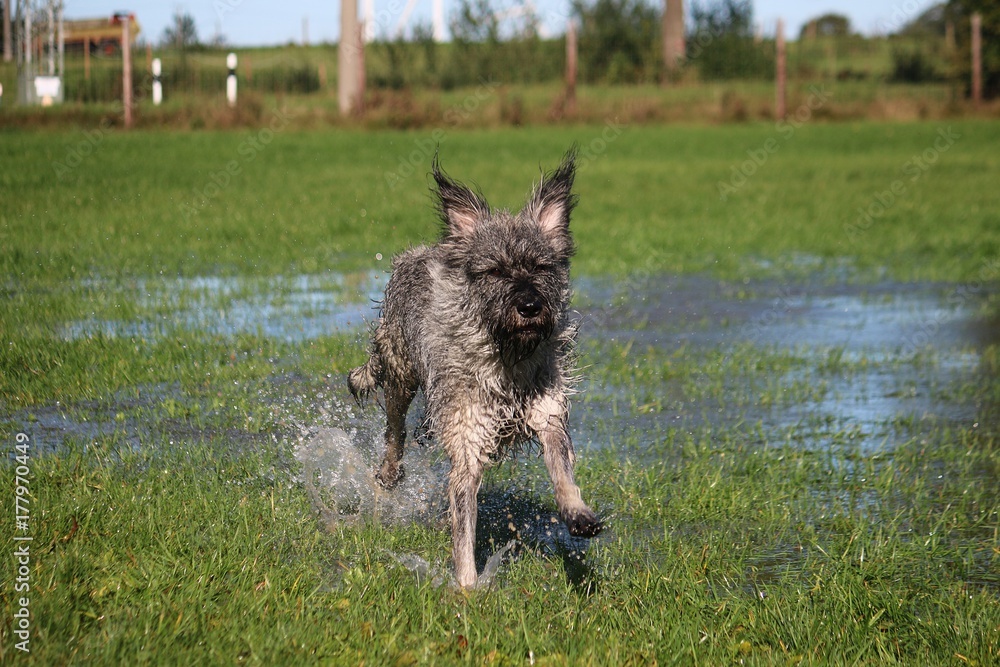 Riesenschnauzer hat Spaß im Garten Riesenschnauzer hat Spaß im Garten