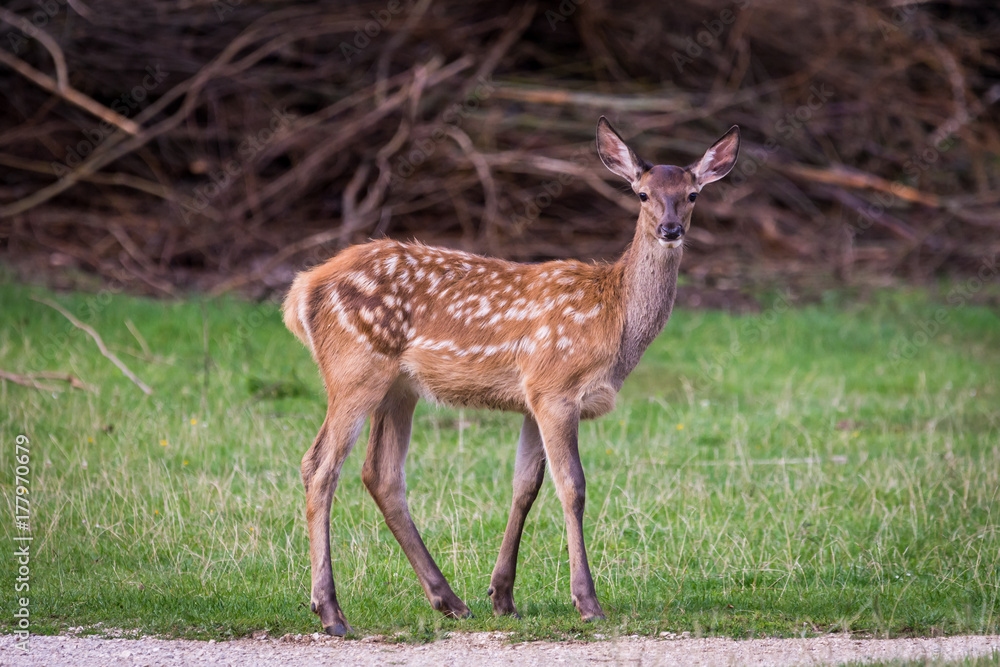 Deer in the wild Deer in the wild